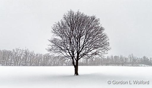 Out-standing In Its Field_DSCF03778-9.jpg - Photographed at Smiths Falls, Ontario, Canada.